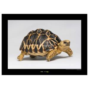 Afbeelding Burmese Star Tortoise papier - bruin/zwart