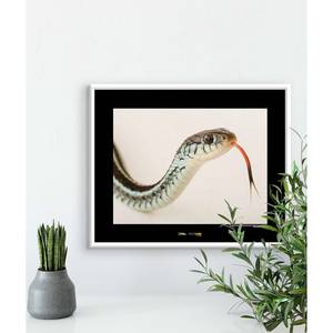 Afbeelding Bluestripe Garter Snake papier - bruin/zwart