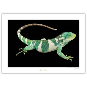 Afbeelding Fiji Island Banded Iguana papier - groen/wit