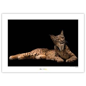 Wandbild Iberian Lynx Papier - Braun / Schwarz