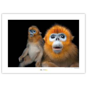 Afbeelding Golden Snub-nosed Monkey papier - bruin/zwart