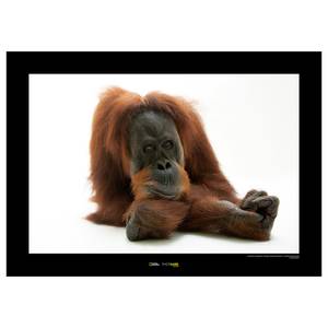 Afbeelding Sumatran Orangutan papier - bruin/zwart