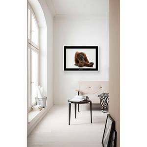 Wandbild Sumatran Orangutan Papier - Braun / Schwarz