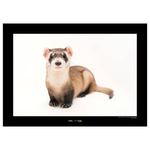 Wandbild Black-footed Ferret Papier - Braun / Schwarz