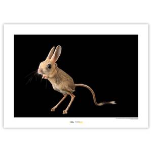 Wandbild Four-toed Jerboa Papier - Braun / Schwarz