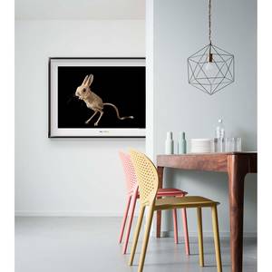 Poster Four-toed Jerboa Carta - Marrone / Nero