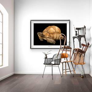 Afbeelding Ploughshare Tortoise papier - bruin/zwart