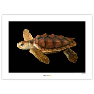 Poster Loggerhead Sea Turtle Carta - Marrone / Nero / Bianco