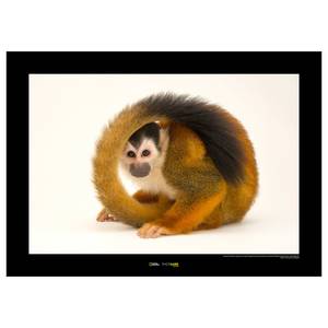 Wandbild Central American Monkey Papier - Braun / Schwarz