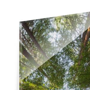 Glasbild Mammutbaum Baumkronen Grün - 50 x 125 x 0,4 cm - 50 x 125 cm
