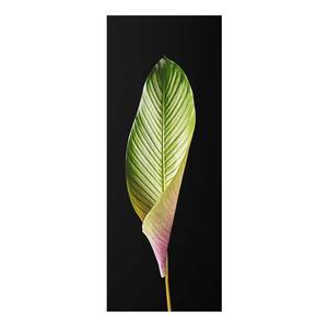 Glazen afbeelding Blad Calathea-ornata zwart/groen - 50 x 125 x 0,4 cm