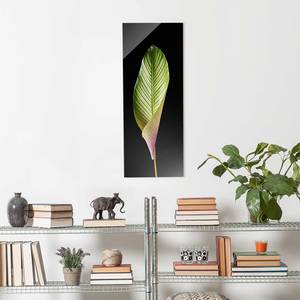 Glasbild Blatt Calathea-ornata Schwarz;Grün - 50 x 125 x 0,4 cm