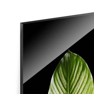 Glazen afbeelding Blad Calathea-ornata zwart/groen - 50 x 125 x 0,4 cm