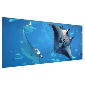 Quadro di vetro Manta Ray Blu - 125 x 50 x 0,4 cm - 125 x 50 cm
