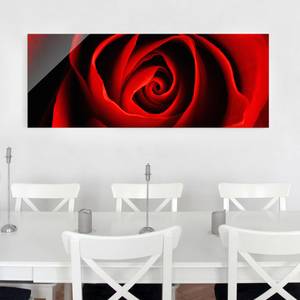 Tableau en verre Jolie Rose Rouge - 125 x 50 x 0,4 cm