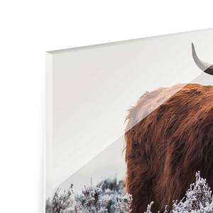 Glazen afbeelding Bison in de Highlands wit - 125 x 50 x 0,4 cm