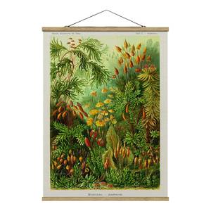 Tableau déco Vintage Botanique Mousse Toile et bois massif - Vert - 100 cm x 133,5 cm x 0,3 cm - 100 x 134 cm