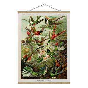 Stoffbild Vintage Lehrtafel Kolibris Textil; Massivholz (Holzart) - Mehrfarbig - 100cm x 133,5cm x 0,3cm - 100 x 134 cm