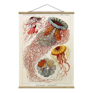 Tableau déco Vintage Méduses I Toile et bois massif - Rouge - 80 cm x 106,5 cm x 0,3 cm - 80 x 107 cm