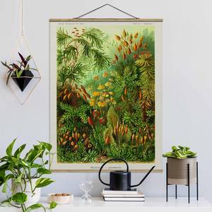 Tableau déco Vintage Botanique Mousse Toile et bois massif - Vert - 35 cm x 46,5 cm x 0,3 cm - 35 x 47 cm