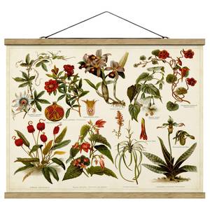 Stoffbild Lehrtafel Tropische Botanik II Textil; Massivholz (Holzart) - Mehrfarbig - 35cm x 26cm x 0,3cm - 35 x 26 cm