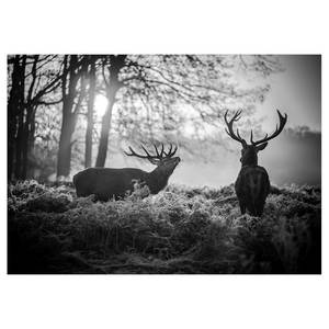 Vlies-fotobehang Deers in the Morning vlies - zwart/wit - 100 x 70 cm