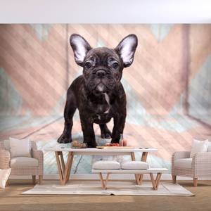 Fotomurale French Bulldog Tessuto non tessuto - Multicolore - 450 x 315 cm