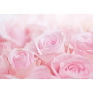 Fototapete Ocean of Roses Vlies - Rosa - 200 x 140 cm