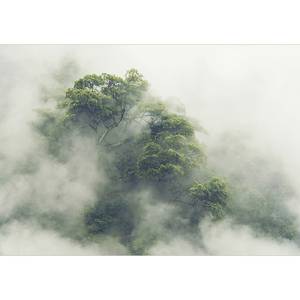 Fotomurale Foggy Amazon Tessuto non tessuto - Grigio / Verde - 450 x 315 cm