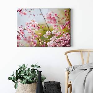 Canvas Cherry Blossoms Poliestere PVC / Legno di abete rosso - Rosa