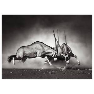 Afbeelding Wilde dieren Duel polyester PVC/sparrenhout - wit/zwart
