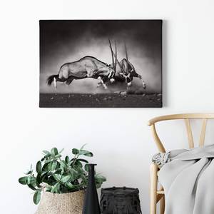 Impression sur toile Wild animals Duel Polyester PVC / Épicéa - Blanc / Noir