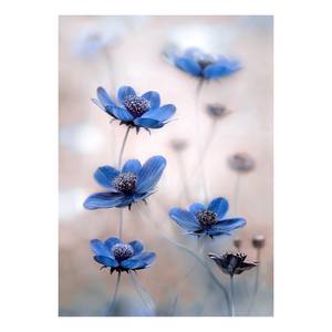 Afbeelding Blue Cosmos polyester PVC/sparrenhout - blauw/wit