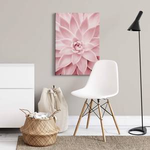 Canvas Pink Succulents Poliestere PVC / Legno di abete rosso - Rosa / Fucsia