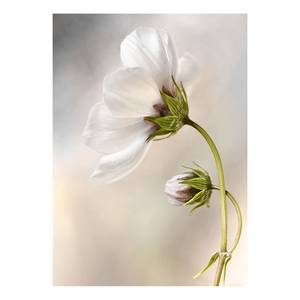 Leinwandbild Blumen Cosmos Polyester PVC / Fichtenholz - Weiß / Grün
