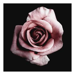 Impression sur toile Single Rose Polyester PVC / Épicéa - Rose / Noir