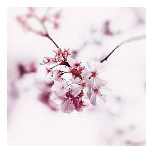 Canvas Cherry Blossom Floral Poliestere PVC / Legno di abete rosso - Rosa