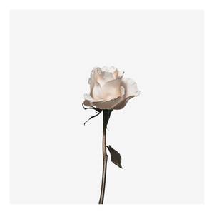 Impression sur toile The White Rose Polyester PVC / Épicéa - Rose