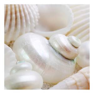 Leinwandbild Pearls Muscheln Polyester PVC / Fichtenholz - Beige / Weiß