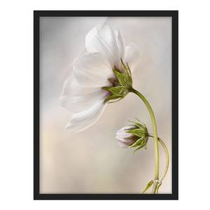 Poster e cornice con fiori bianchi V Carta / Pino - Beige - 50 x 70 cm