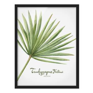 Bild Aquarell Botanik Trachycarpus Papier / Kiefer - Weiß - 50 x 70 cm
