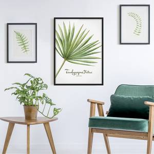 Afbeelding Aquarel Botanie Trachycarpus papier/grenenhout - wit - 50 x 70 cm