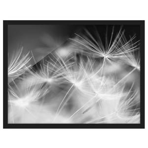 Bild Bewegte Pusteblumen Papier / Kiefer - Schwarz;Weiß