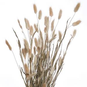 Lagurusgras-Set FLOWER MARKET (2-tlg.) Pflanzenblatt - Natur