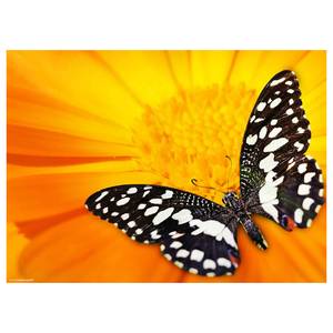 Tischset Schmetterling III (12er-Set) Papier - Mehrfarbig