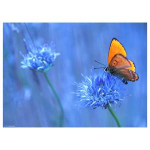 Tischset Schmetterling I (12er-Set) Papier - Mehrfarbig