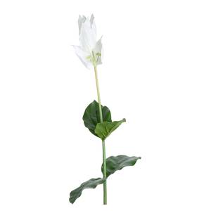 Kunstplant Medinilla Poesia (set van 6) kunststof - wit