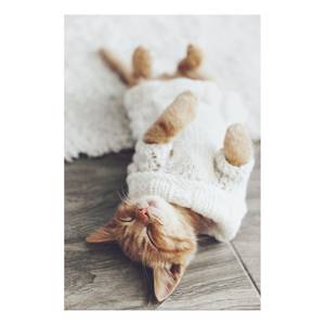 Quadro Lazy Cat Tela - Multicolore