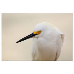Afbeelding Snowy Egret canvas - beige - 90 x 60 cm