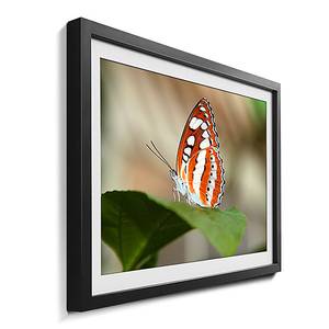 Quadro con cornice Orange Butterfly Abete / Vetro acrilico